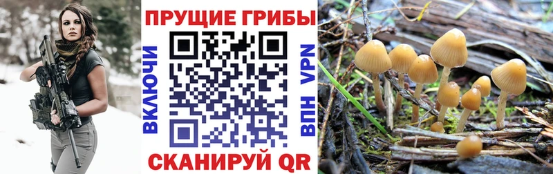 Псилоцибиновые грибы MAGIC MUSHROOMS  где купить   Почеп 